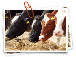 EZG Milch Milchquelle w.V. EZG Milch Milchquelle w.V.